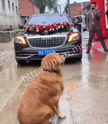 小狗拦婚车
