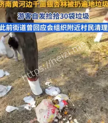 济南千亩银杏林