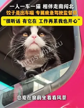 一人一车一猫走南闯北